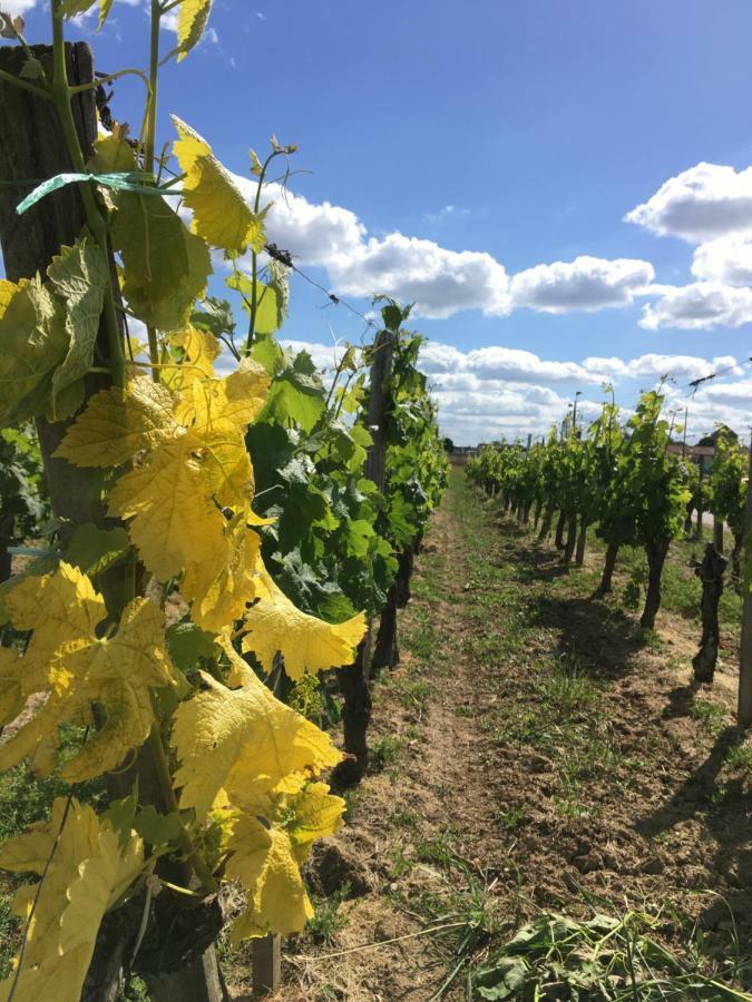 몽타뉴 Mirande Montagne-Saint Emilion 아파트 외부 사진
